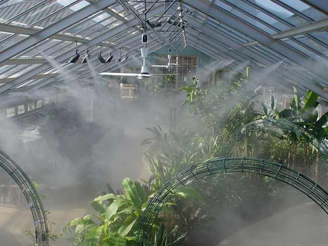 kỹ thuật trồng địa lan phun sương